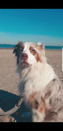 !Deckrüde! Australian Shepherd Red Merle