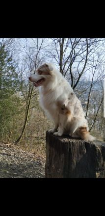 !Deckrüde! Australian Shepherd Red Merle