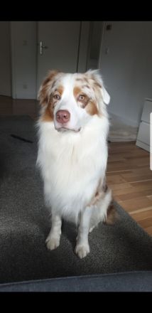 !Deckrüde! Australian Shepherd Red Merle