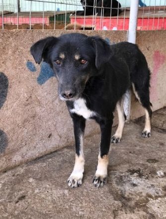 Chicco, muss erst Vertrauen aufbauen