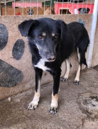 Chicco, muss erst Vertrauen aufbauen