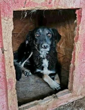 Chicco, muss erst Vertrauen aufbauen