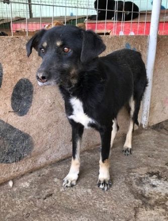 Chicco, muss erst Vertrauen aufbauen