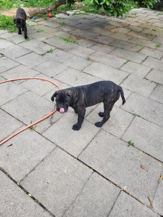 Cane Corso hybride