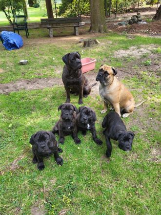 Cane Corso hybride