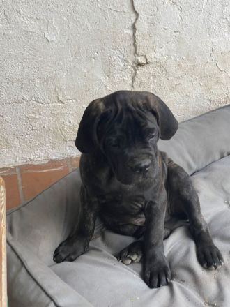 Cane Corso hybride