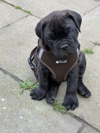 Cane Corso hybride