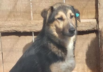 Randy, zurückhaltend und scheu/Erfahrung nötig