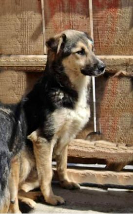 Randy, zurückhaltend und scheu/Erfahrung nötig