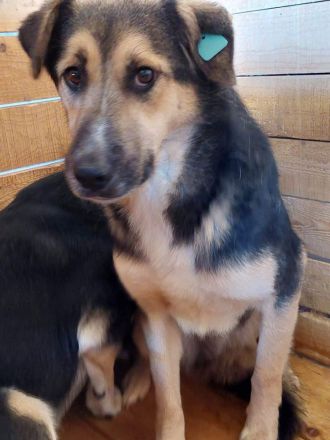 Randy, zurückhaltend und scheu/Erfahrung nötig