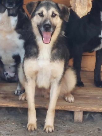 Randy, zurückhaltend und scheu/Erfahrung nötig