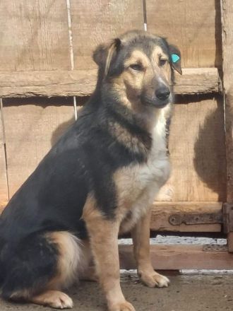 Randy, zurückhaltend und scheu/Erfahrung nötig