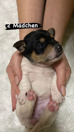 Jack Russel Welpen reinrassig, kurzhaar, kurzbeinig