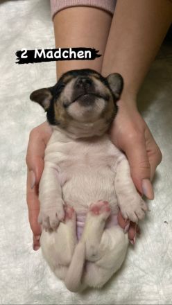 Jack Russel Welpen reinrassig, kurzhaar, kurzbeinig