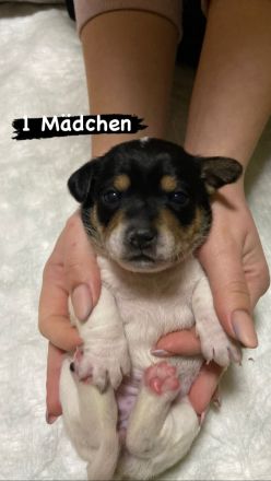 Jack Russel Welpen reinrassig, kurzhaar, kurzbeinig