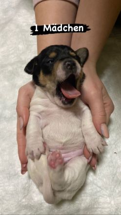 Jack Russel Welpen reinrassig, kurzhaar, kurzbeinig