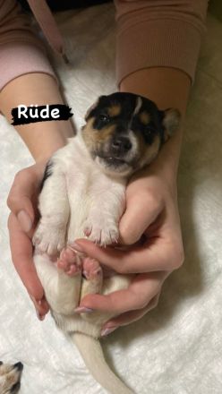 Jack Russel Welpen reinrassig, kurzhaar, kurzbeinig