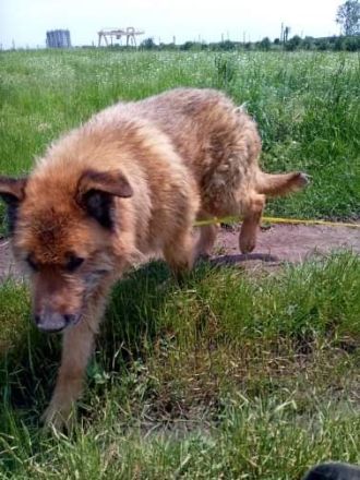 Alf, ein freundlicher Oldie