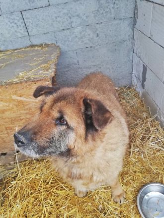 Alf, ein freundlicher Oldie