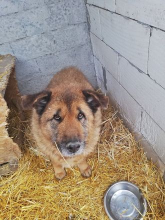 Alf, ein freundlicher Oldie