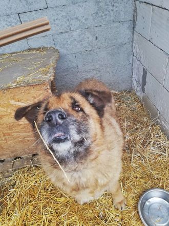 Alf, ein freundlicher Oldie