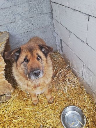 Alf, ein freundlicher Oldie