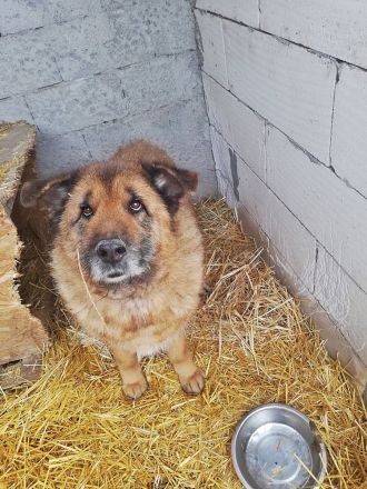 Alf, ein freundlicher Oldie