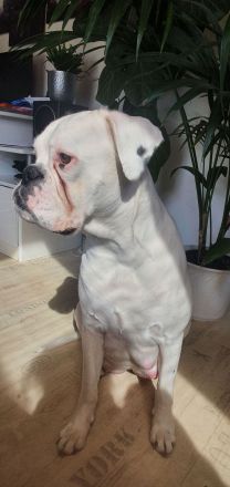 Reinrassige Boxerwelpen suchen ein Zuhause