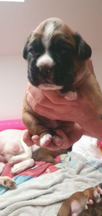 Reinrassige Boxerwelpen suchen ein Zuhause