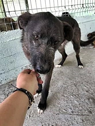 Blake, Schnauzer-Mix