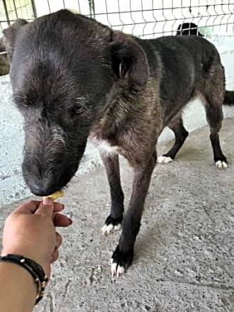 Blake, Schnauzer-Mix