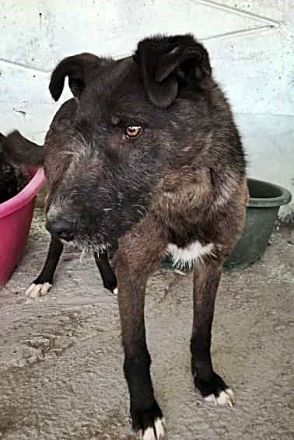 Blake, Schnauzer-Mix