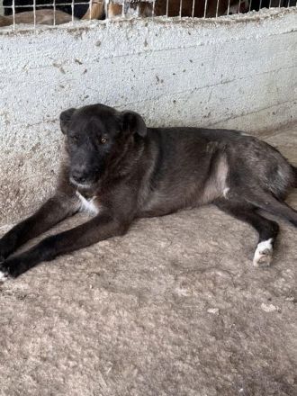 Blake, Schnauzer-Mix