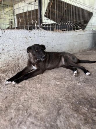 Blake, Schnauzer-Mix