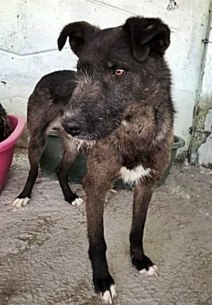 Blake, Schnauzer-Mix