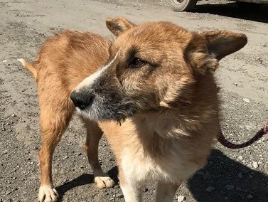 Charly, lieb und sozial