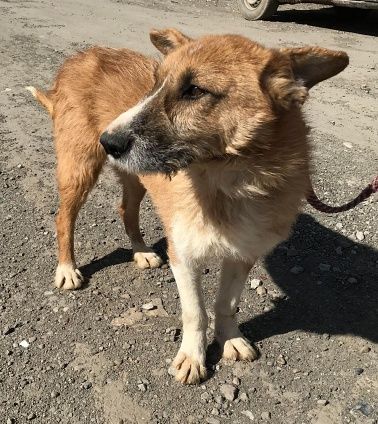 Charly, lieb und sozial