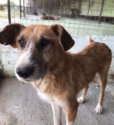 Charly, lieb und sozial