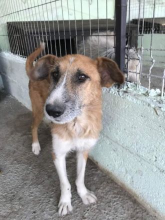 Charly, lieb und sozial