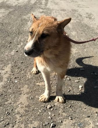 Charly, lieb und sozial