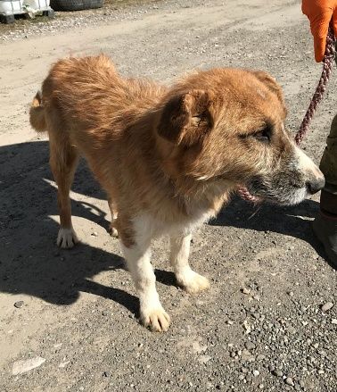 Charly, lieb und sozial