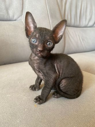 Cornish Rex Babys mit Stammbaum in liebe Hände zu verkaufen