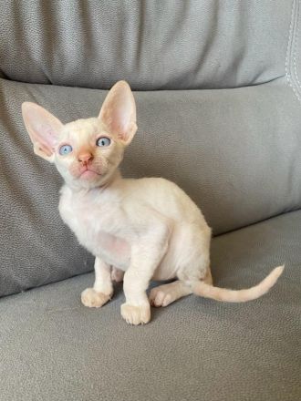 Cornish Rex Babys mit Stammbaum in liebe Hände zu verkaufen