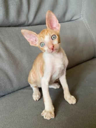 Cornish Rex Babys mit Stammbaum in liebe Hände zu verkaufen