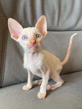 Cornish Rex Babys mit Stammbaum in liebe Hände zu verkaufen
