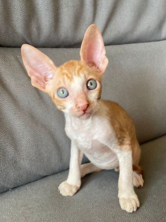 Cornish Rex Babys mit Stammbaum in liebe Hände zu verkaufen