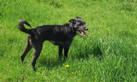 Leadsängerin sucht Band