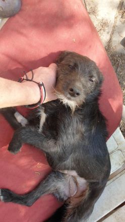 Leadsängerin sucht Band