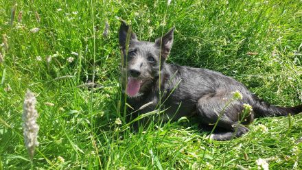 Leadsängerin sucht Band