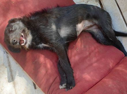 Leadsängerin sucht Band